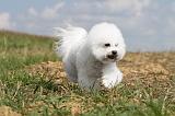 BICHON FRISE 133